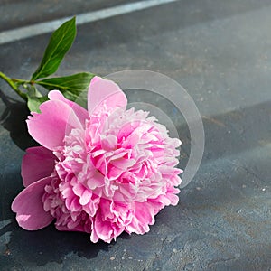 Beautiful pink peony flowers on blue grey table with copy space for your text top view and flat lay style.