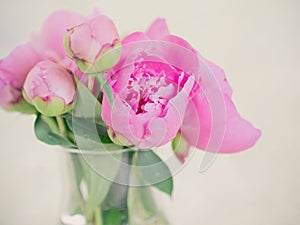 Beautiful pink peony flowers and buds against blurred background