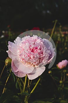 Beautiful pink peony flowers in full bloom in the garden.