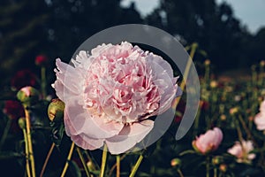 Beautiful pink peony flowers in full bloom in the garden.