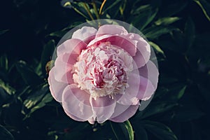 Beautiful pink peony flowers in full bloom in the garden.