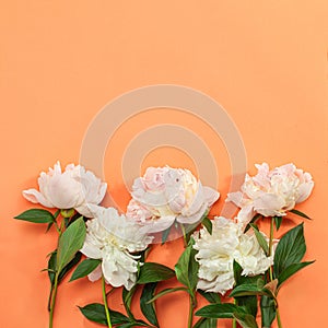 Beautiful pink peony flowers on orange background  with copy space for your text top view and flat lay style