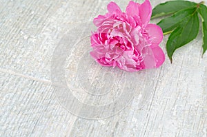 Beautiful pink peony flowers on white table with copy space for your text. top view and flat lay romantic concept.