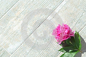 Beautiful pink peony flowers on white table with copy space for your text. top view and flat lay romantic concept.