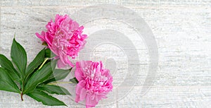 Beautiful pink peony flowers on white table with copy space for text. top view and flat lay romantic concept. Banner.