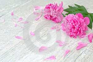 Beautiful pink peony flowers on white table with copy space for your text. top view and flat lay romantic concept.