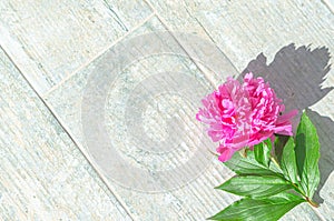 Beautiful pink peony flowers on white table with copy space for your text. top view and flat lay romantic concept.