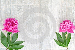 Beautiful pink peony flowers on white table with copy space for your text. top view and flat lay romantic concept.