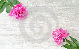 Beautiful pink peony flowers on white table with copy space for your text. top view and flat lay romantic concept.