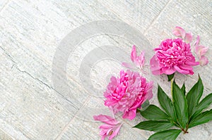 Beautiful pink peony flowers on white table with copy space for your text. top view and flat lay romantic concept.