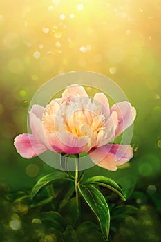 Beautiful pink peony on green background