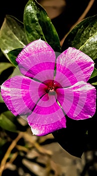 Beautiful Pink Periwinkle Flower Closeup