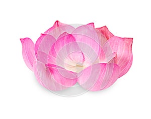 Beautiful pink petal lotus flower