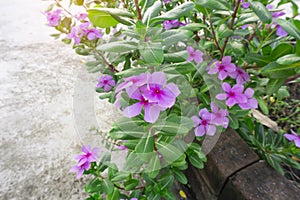 Beautiful pink petals of West Indian perwinkle with green glossy oval leafs, known as other names are Madagascar periwinkle,