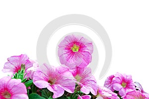 Beautiful Pink Petunias