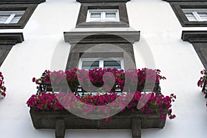 Beautiful pink petunias on the balcony. Flower arrangement and decoration of the balcony with flowers.