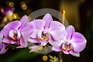 Beautiful pink Phalaenopsis or Moth dendrobium Orchid flower in winter in home on black golden bokeh background. Floral nature