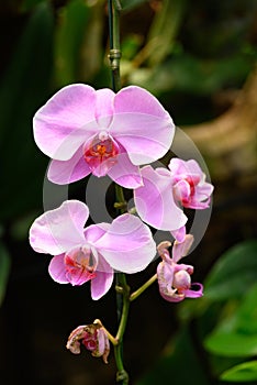 Beautiful pink Phalaenopsis orchid flower