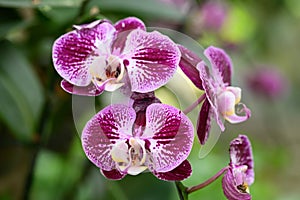 Beautiful pink Phalaenopsis orchid flower