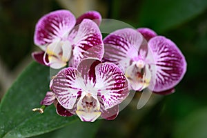 Beautiful pink Phalaenopsis orchid flower