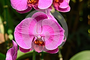 Beautiful pink Phalaenopsis orchid flower