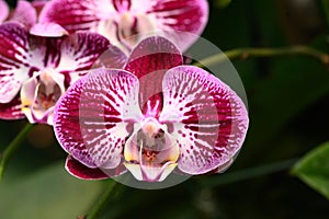 Beautiful pink Phalaenopsis orchid flower