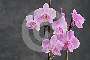 Beautiful pink Phalaenopsis orchid flower. Luxury Orchidea