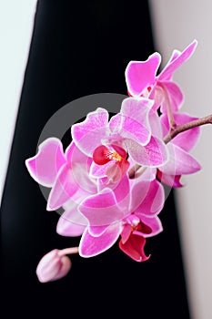 Beautiful pink phalaenopsis orchid flowers on a black and white background