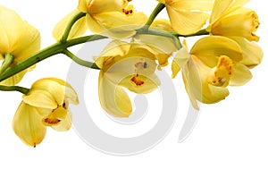 Phalaenopsis orchid. photo