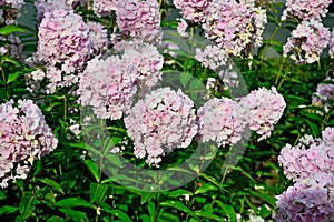 Beautiful pink Phlox flowers close up in the bright sun