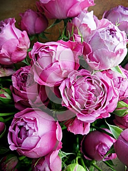 Beautiful pink pion-shaped rose.Bouquet Shrub roses