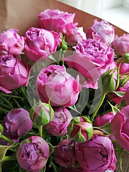 Beautiful pink pion-shaped rose.Bouquet Shrub roses