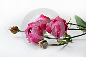 Beautiful pink pion-shaped rose.Bouquet Shrub roses