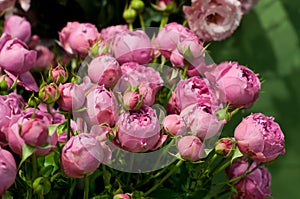 Beautiful pink pion-shaped rose. Bouquet Shrub roses