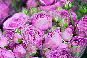 Beautiful pink pion-shaped rose. Bouquet Shrub roses