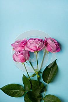 Beautiful pink pion-shaped rose. Bouquet Shrub roses on blue background. Copy space