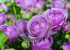 Beautiful pink pion-shaped rose. Bouquet Shrub roses. Magenta flowers