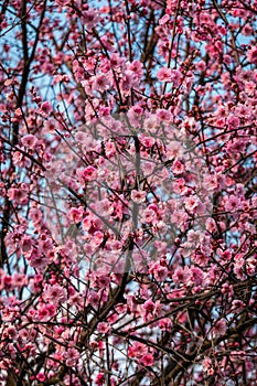 Beautiful pink Plum flower in spring