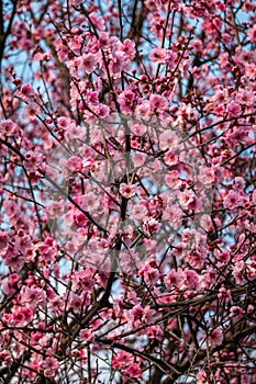 Beautiful pink Plum flower in spring