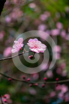 Beautiful pink Plum flower in spring