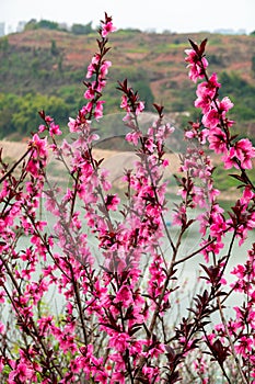 Beautiful pink Plum flower in spring