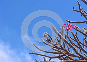 Beautiful pink plumeria is growing without other flowers or leaves with blue sky and white cloud as background.