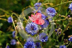 Beautiful pink poppy and cornflowers in wild countryside garden. Blooming wildflowers in sunny summer meadow. Biodiversity and