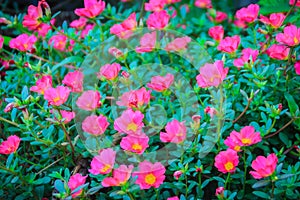 Beautiful pink portulaca oleracea flowers, also known as common purslane, verdolaga, little hogweed, red root, or pursley.
