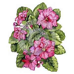 Beautiful pink and purple african violet flowers Saintpaulia with green leaves and closed buds isolated on white