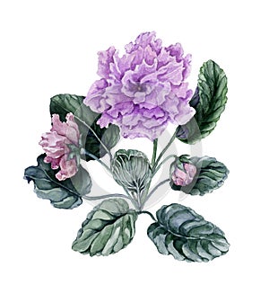 Beautiful pink and purple african violet flowers Saintpaulia with green leaves and closed buds isolated on white background.