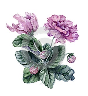 Beautiful pink and purple african violet flowers Saintpaulia with green leaves and closed buds isolated on white background.