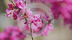 Beautiful Pink Purple Blossom Branches Of Judas Tree. Cercis Siliquastrum In Spring Park. Close up.