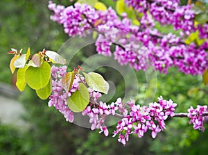 Blossom branches of Judas tree Cercis siliquastrum in spring p photo