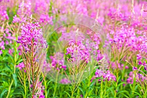 Beautiful pink purple blossoms of Chamaenerion angustifolium flowers